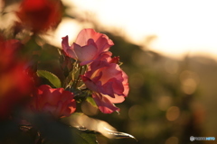 夕日を浴びる薔薇