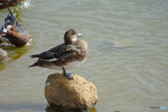 陽を浴びる