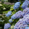 紫陽花の花