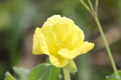 黄色い花