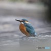 カワセミさん 2