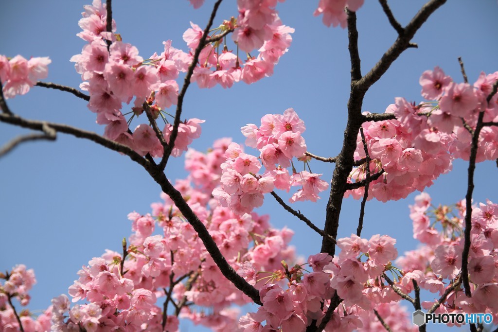 桜 1