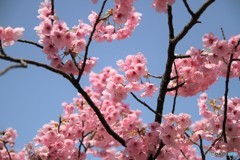 桜 1