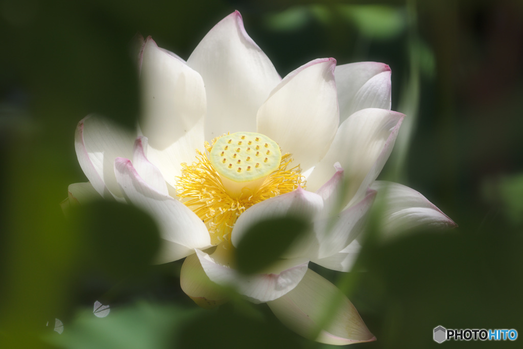 葉の奥の蓮の花