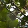 木の実を食べるカワラヒワさん