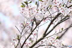 桜とエナガさん 1