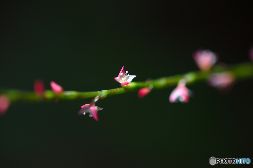 小花