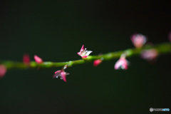 小花