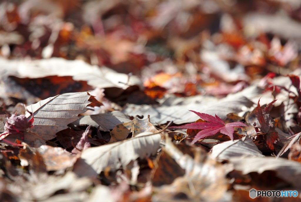 足元の紅葉