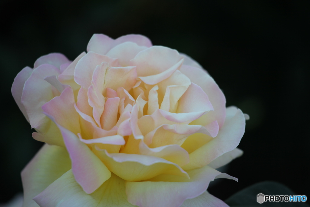 淡い色の薔薇
