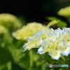 紫陽花
