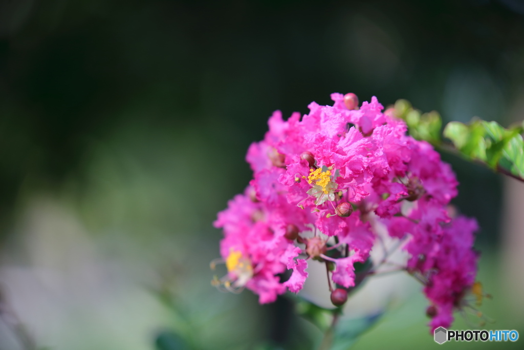 サルスベリの花