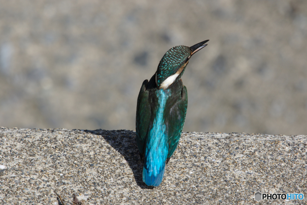 周りを見てるカワセミさん
