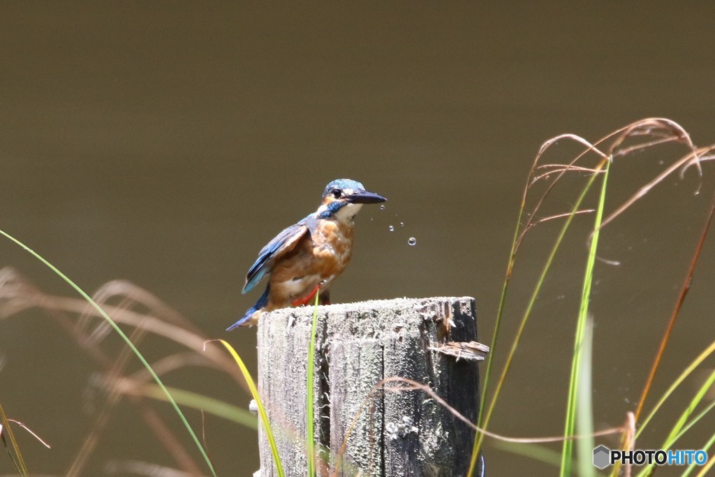 カワセミと水滴