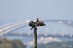 鵜 鵜