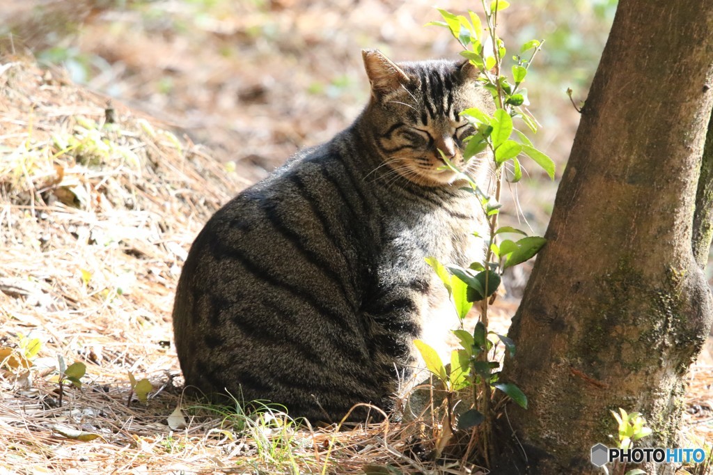 休憩中の猫さん