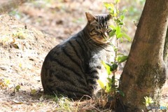 休憩中の猫さん