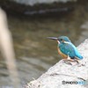 カワセミさん