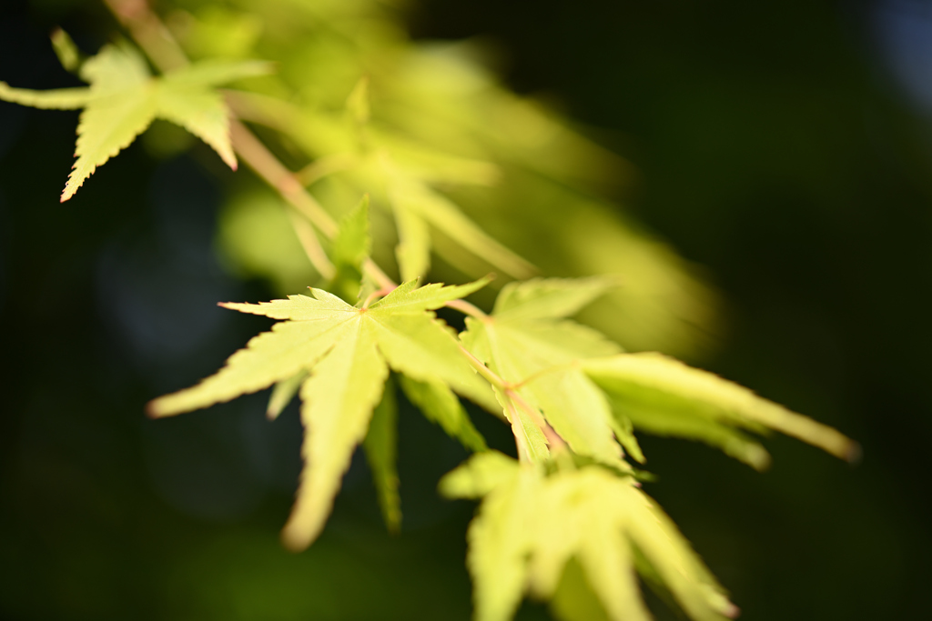DSC_8153