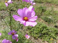 CIMG1273 (2)