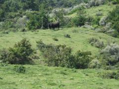 CIMG1153 (2)