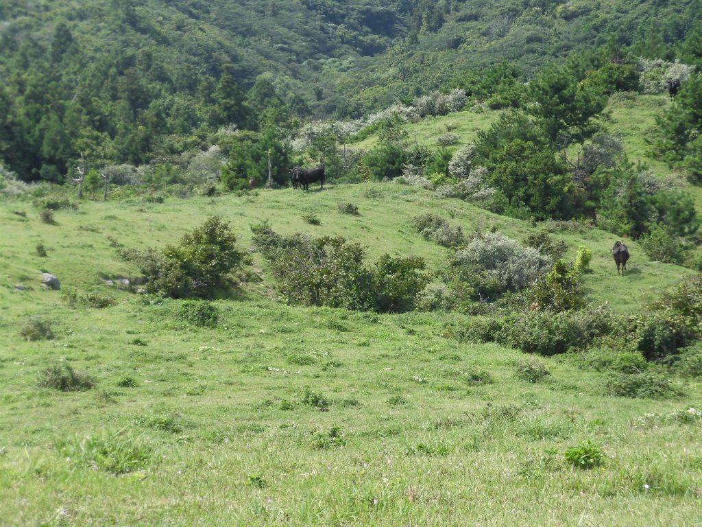 CIMG1154 (2)