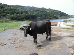 CIMG1184 (2)