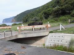 CIMG1186 (2)