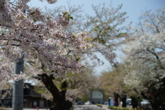 桜ロード２