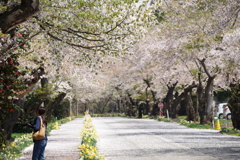 桜ロード１