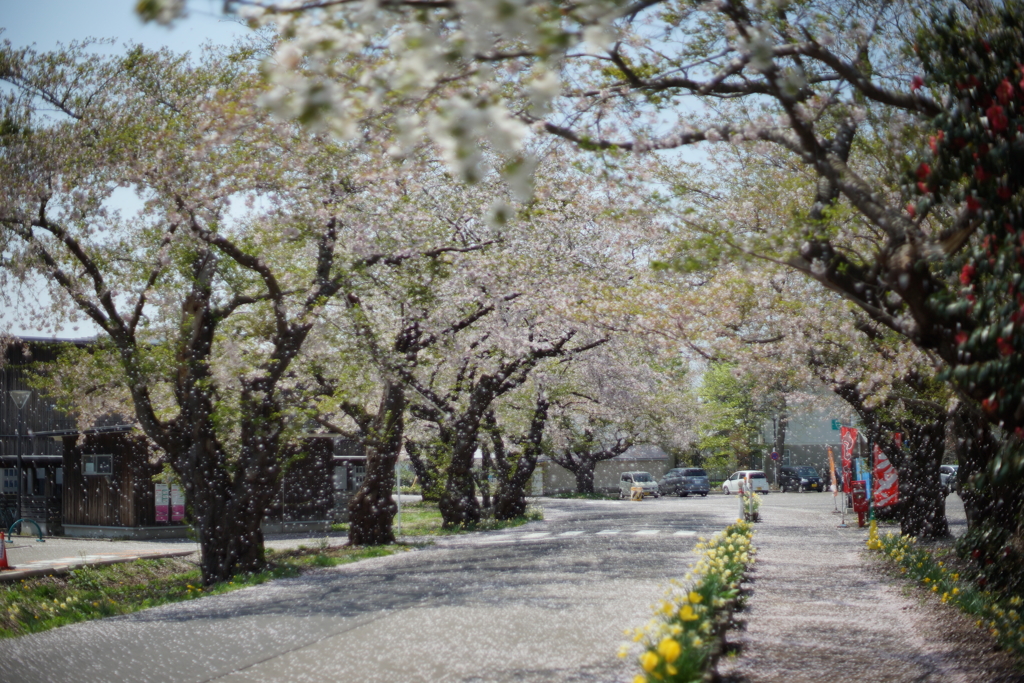 桜ロード花吹雪