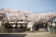 酒蔵の桜