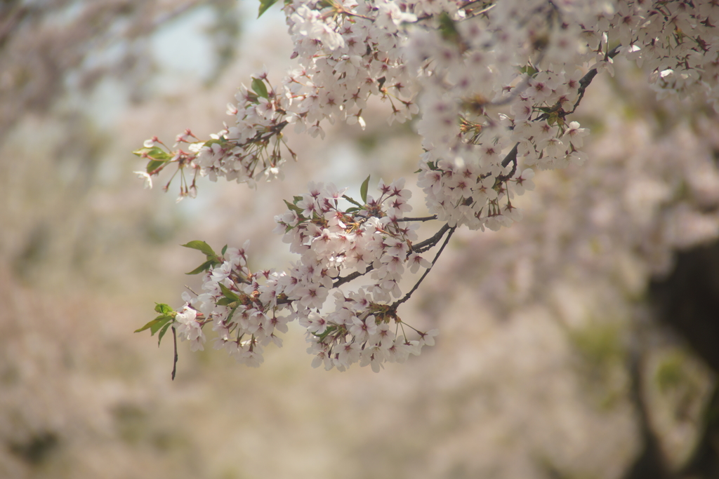 桜ロード３
