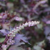 紫蘇の花