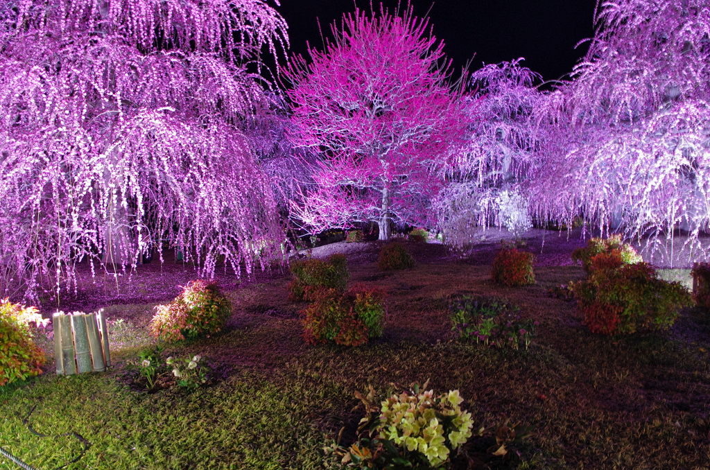 鈴鹿の森４