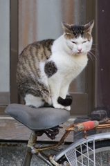 猫と自転車