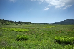 八島湿原①