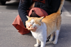 桜島の猫たち④