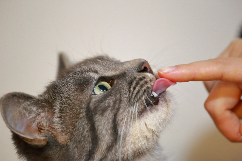 ミカンおいしい