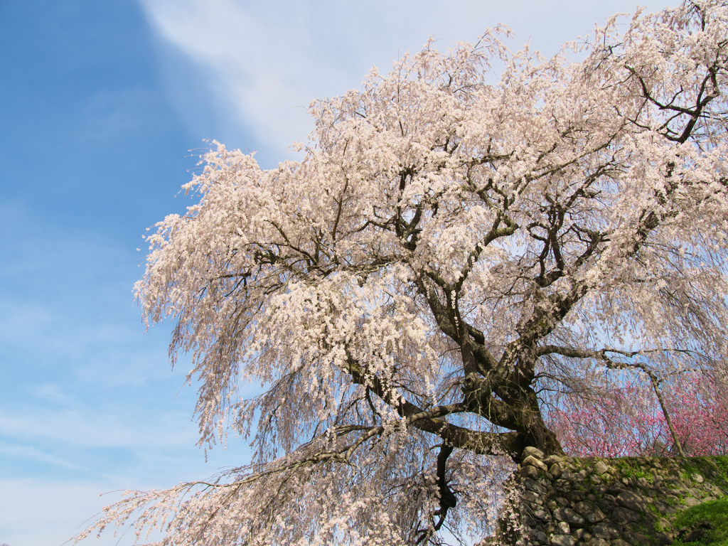 又兵衛桜②