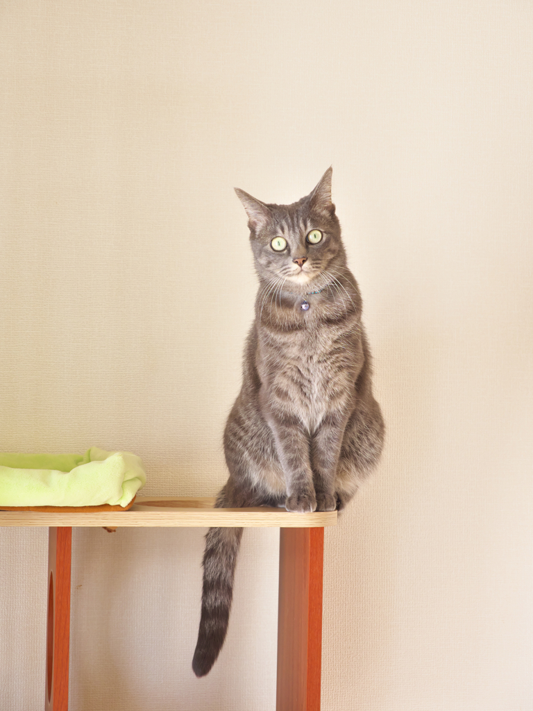 キャットポートレート②
