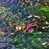 地蔵川の梅花藻