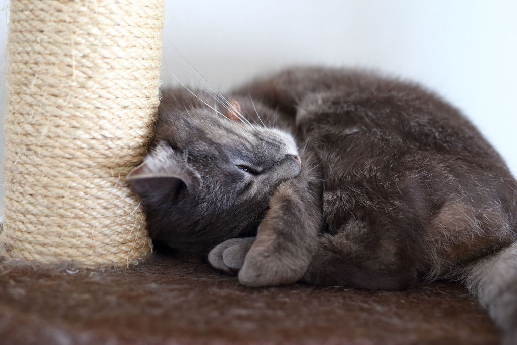 睡眠中