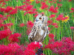 彼岸花の中で