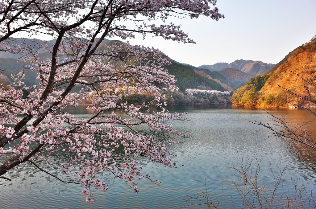 君ヶ野ダムの桜