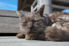 桜島の猫たち③