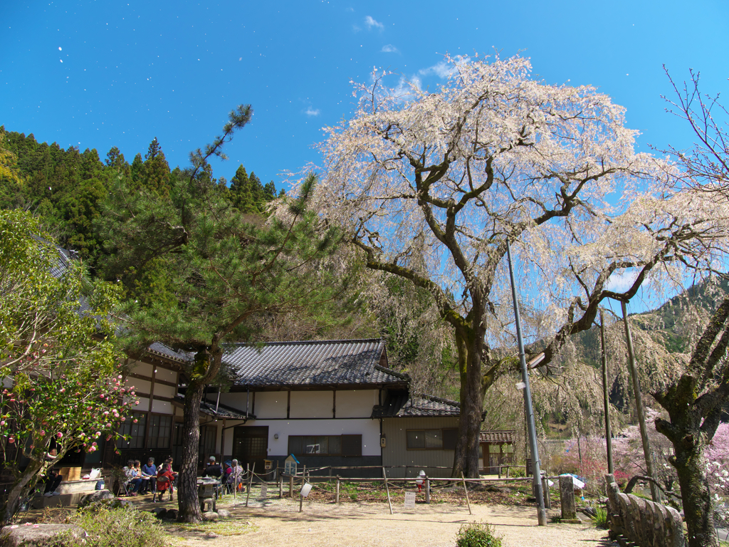 ひらり