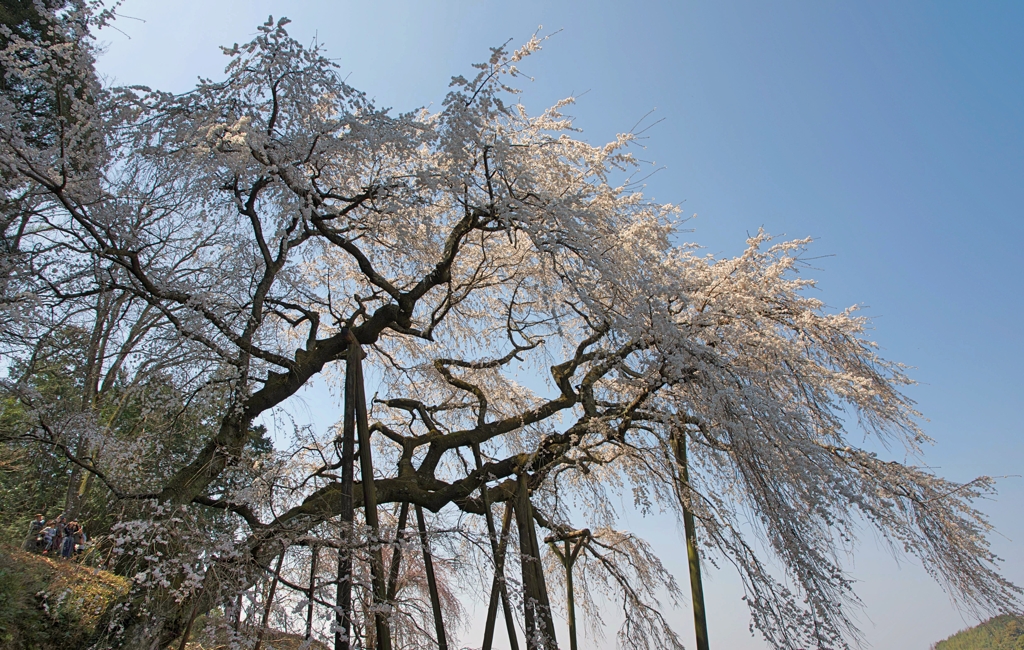 奥山田のしだれ桜
