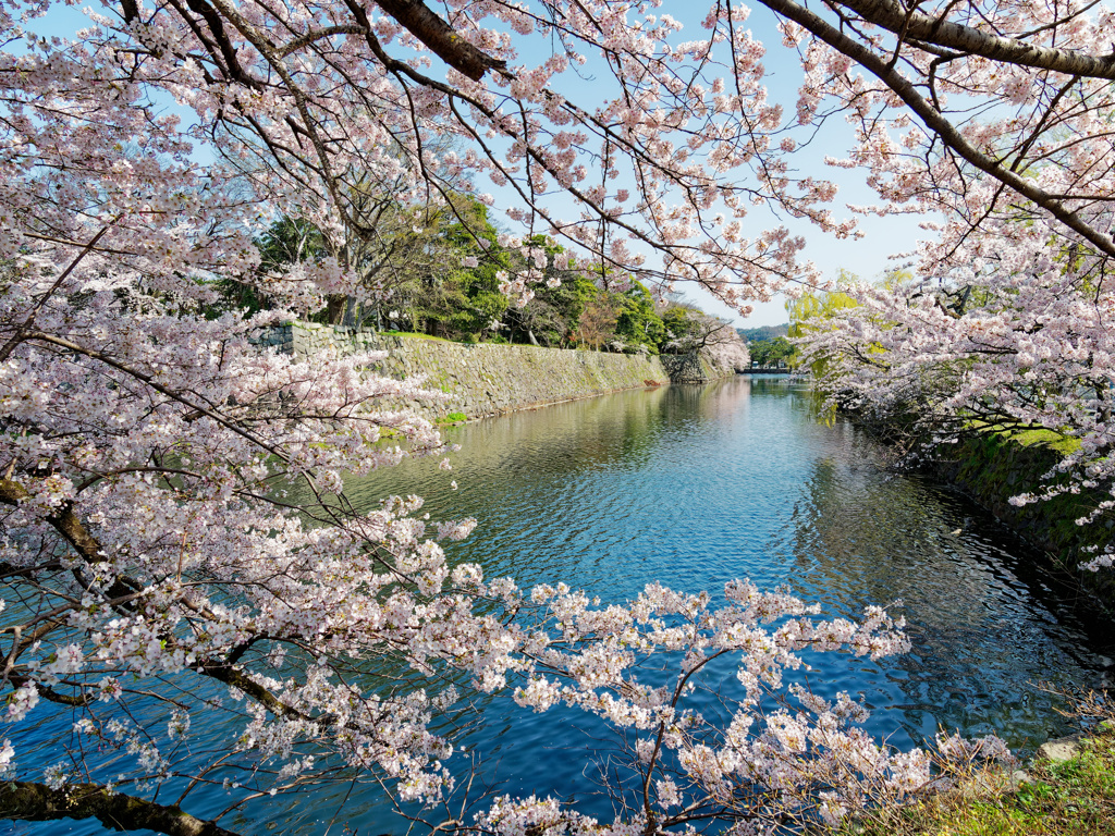 桜の窓