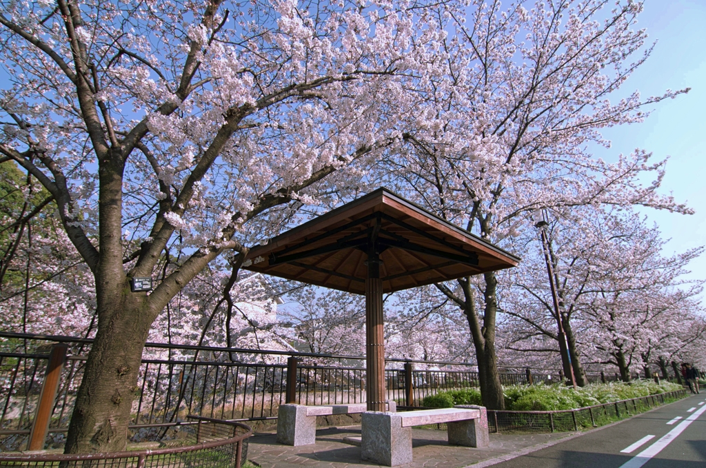 山崎川の桜並木２